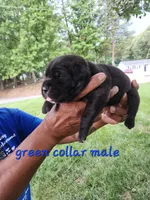 Green collar , a male Cane Corso for sale in Ruther Glen, VA – 5 of 6