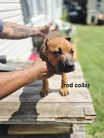 Red collar, a male Cane Corso for sale in Ruther Glen, VA – 5 of 8