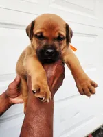 Orange , a female Rottweiler and Cane Corso for sale in Ruther Glen, VA – 5 of 6