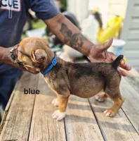 Blue Collar male , a male Cane Corso for sale in Ruther Glen, VA – 2 of 8
