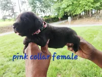 Pink collar , a female Cane Corso for sale in Ruther Glen, VA – 4 of 4