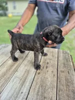 Pink collar , a female Cane Corso for sale in Ruther Glen, VA – 4 of 6