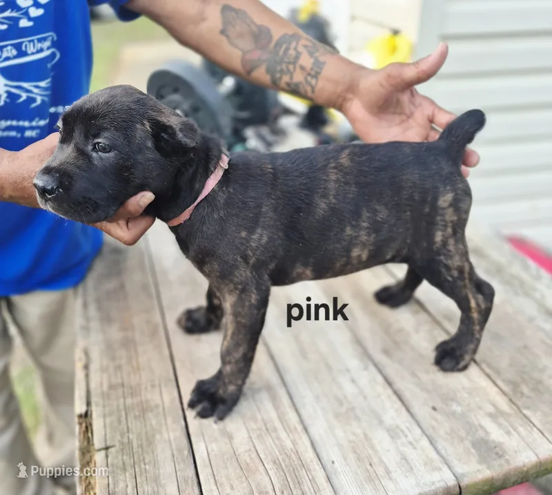 Pink collar  – Cane Corso puppy for sale in Ruther Glen, VA