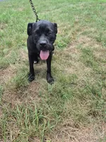 Yellow, a female Cane Corso for sale in Ruther Glen, VA – 4 of 5