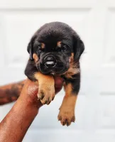 White , a male Rottweiler and Cane Corso for sale in Ruther Glen, VA – 5 of 5