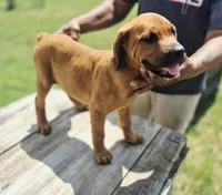 Orange , a female Rottweiler and Cane Corso for sale in Ruther Glen, VA – 5 of 9