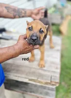 Red collar, a male Cane Corso for sale in Ruther Glen, VA – 4 of 4