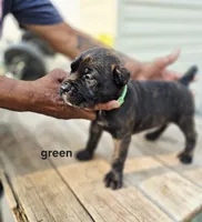 Green collar , a male Cane Corso for sale in Ruther Glen, VA – 6 of 8