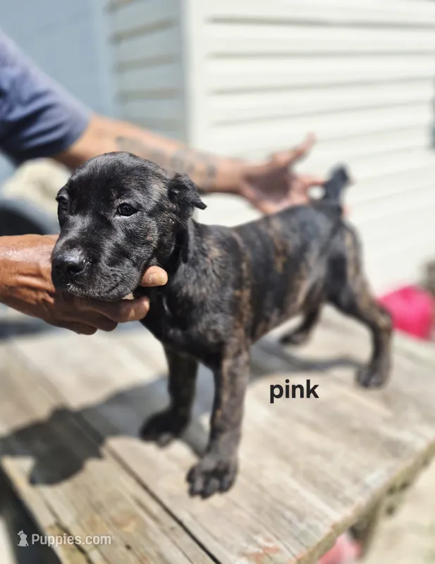 Pink collar  – Cane Corso puppy for sale in Ruther Glen, VA
