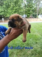 Black collar male , a male Cane Corso for sale in Ruther Glen, VA – 2 of 7