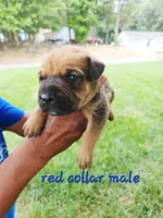 Red collar , a male Cane Corso for sale in Ruther Glen, VA – 3 of 5