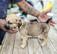 Yellow collar female , a female Cane Corso for sale in Ruther Glen, VA – 2 of 7