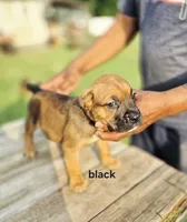 Black collar male , a male Cane Corso for sale in Ruther Glen, VA – 2 of 6