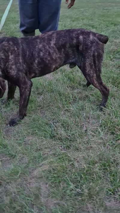 Aries, a male Cane Corso for sale in Ruther Glen, VA – 6 of 6