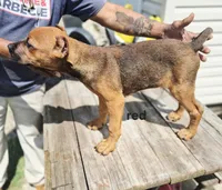 Red collar, a male Cane Corso for sale in Ruther Glen, VA – 8 of 8