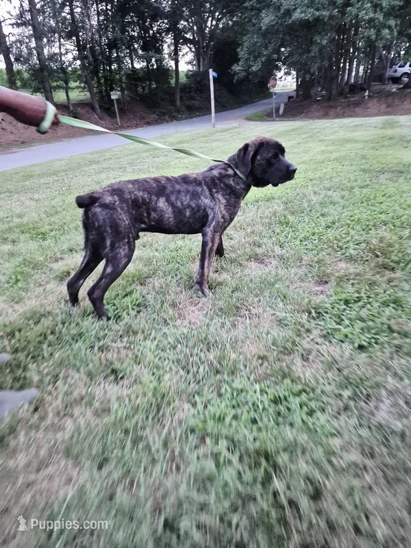 Aries – Cane Corso puppy for sale in Ruther Glen, VA