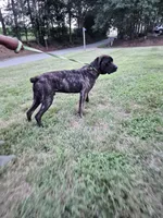 Aries, a male Cane Corso for sale in Ruther Glen, VA – 1 of 6