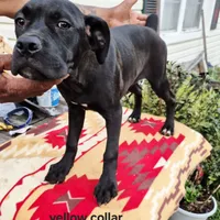 Yellow, a female Cane Corso for sale in Ruther Glen, VA – Photo 1 of 8