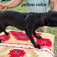 Yellow, a female Cane Corso for sale in Ruther Glen, VA – Photo 4 of 8