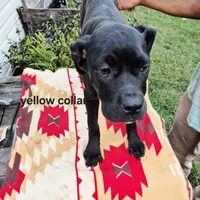 Yellow, a female Cane Corso for sale in Ruther Glen, VA – Photo 7 of 8