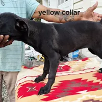 Yellow, a female Cane Corso for sale in Ruther Glen, VA – Photo 2 of 8