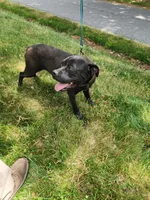 Yellow, a female Cane Corso for sale in Ruther Glen, VA – 1 of 5