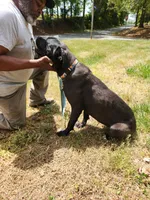 Yellow, a female Cane Corso for sale in Ruther Glen, VA – 2 of 5