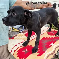 Yellow, a female Cane Corso for sale in Ruther Glen, VA – Photo 6 of 8