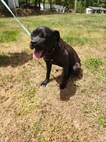 Yellow, a female Cane Corso for sale in Ruther Glen, VA – 5 of 5