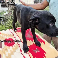 Yellow, a female Cane Corso for sale in Ruther Glen, VA – Photo 8 of 8