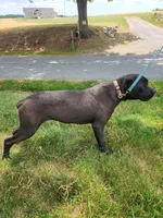 Yellow, a female Cane Corso for sale in Ruther Glen, VA – 3 of 5