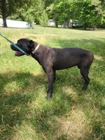 Yellow, a female Cane Corso for sale in Ruther Glen, VA – 4 of 5
