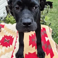 Yellow, a female Cane Corso for sale in Ruther Glen, VA – Photo 3 of 8