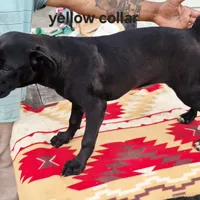 Yellow, a female Cane Corso for sale in Ruther Glen, VA – Photo 5 of 8