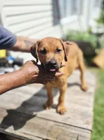 Orange , a female Rottweiler and Cane Corso for sale in Ruther Glen, VA – 6 of 9