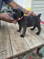 Pink collar , a female Cane Corso for sale in Ruther Glen, VA – 1 of 6