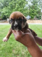 Blue Collar male , a male Cane Corso for sale in Ruther Glen, VA – 3 of 6