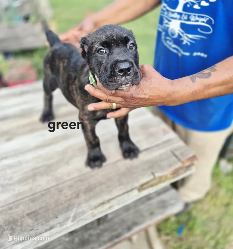 Green collar  – Cane Corso puppy for sale in Ruther Glen, VA
