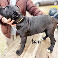 Tan collar, a male Cane Corso for sale in Ruther Glen, VA – Photo 6 of 6