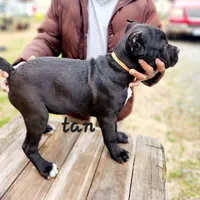 Tan collar, a male Cane Corso for sale in Ruther Glen, VA – Photo 5 of 6