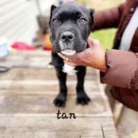 Tan collar, a male Cane Corso for sale in Ruther Glen, VA – Photo 2 of 6