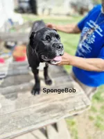 Spongebob collar, a male Cane Corso for sale in Ruther Glen, VA – Photo 4 of 5