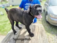 Spongebob collar, a male Cane Corso for sale in Ruther Glen, VA – Photo 2 of 5