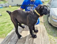 Spongebob collar, a male Cane Corso for sale in Ruther Glen, VA – Photo 5 of 5