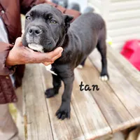 Tan collar, a male Cane Corso for sale in Ruther Glen, VA – Photo 1 of 6
