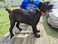 Spongebob collar, a male Cane Corso for sale in Ruther Glen, VA – Photo 3 of 5