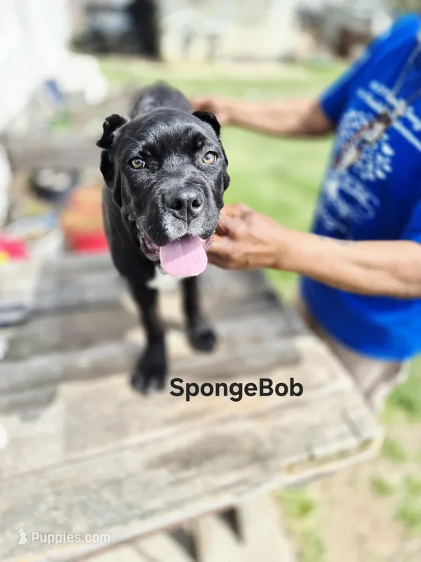 Spongebob collar – Cane Corso puppy for sale in Ruther Glen, VA