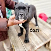 Tan collar, a male Cane Corso for sale in Ruther Glen, VA – Photo 3 of 6