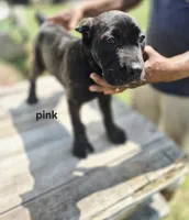 Pink collar , a female Cane Corso for sale in Ruther Glen, VA – 4 of 7