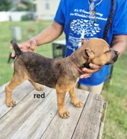 Red collar, a male Cane Corso for sale in Ruther Glen, VA – 3 of 4